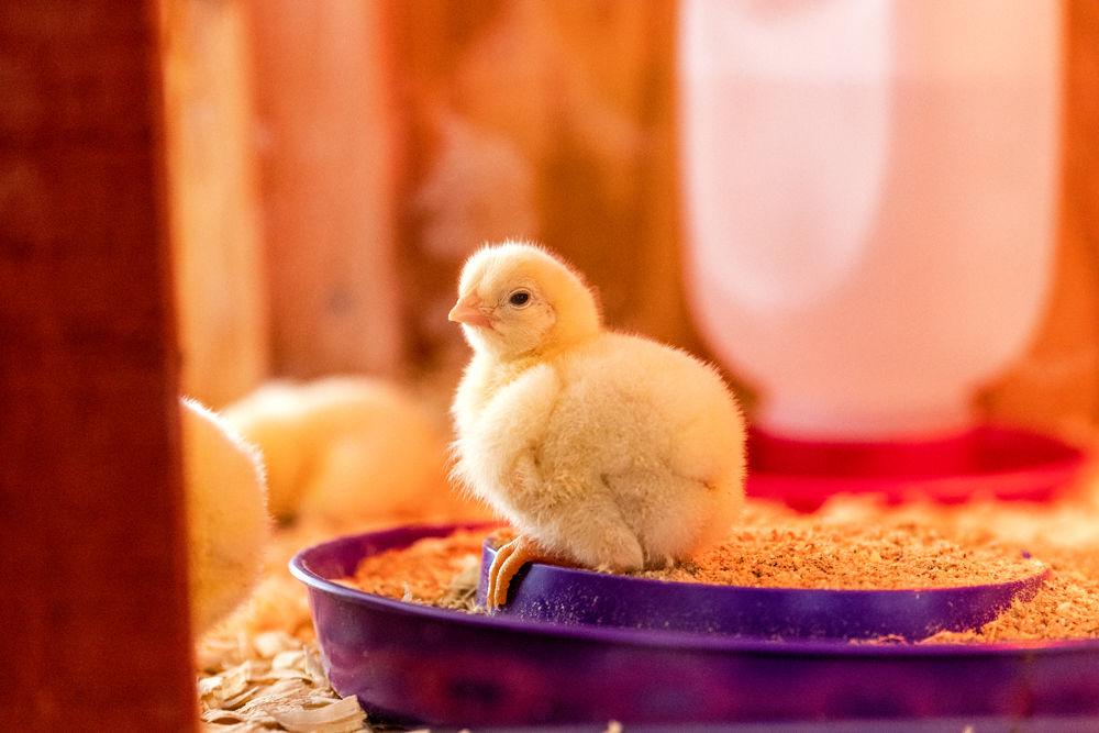 A chick relaxes at Ag Awareness Week in the Brickyard on Tuesday, March 26, 2019. Ag Awareness Week will be in the Brickyard from March 25-28.