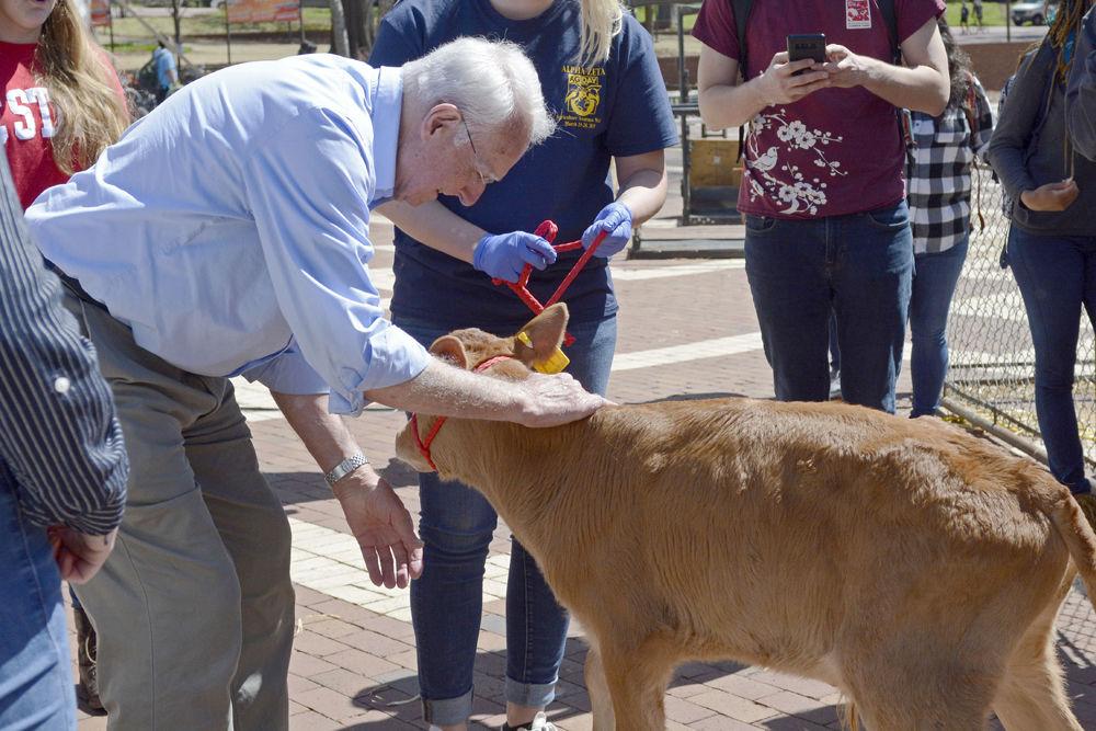Alumni Distinguished Professor of Crop Science Robert Patterson, pets a calf on the Brickyard on Thursday, March 28, 2019 during Agriculture Awareness Week. When asked about Ag Awareness Week, Dr. Patterson said, "This is the best way for our students to build a bridge with the rest of our campus."