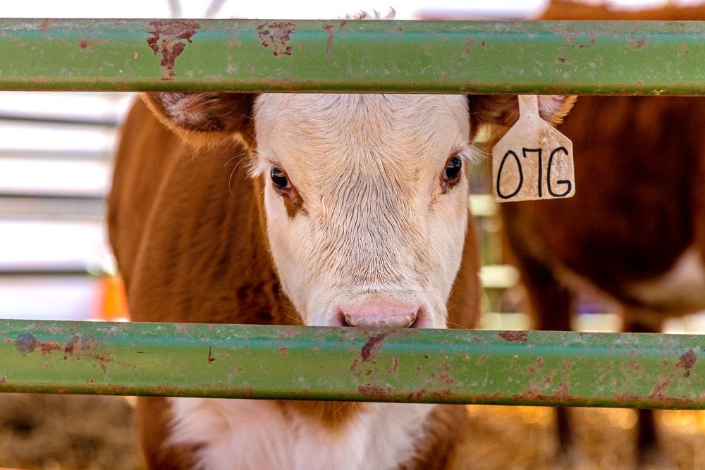 A calf poses for a picture at Ag Awareness Week in the Brickyard on Tuesday, March 26, 2019. Ag Awareness Week will be in the Brickyard from March 25-28.