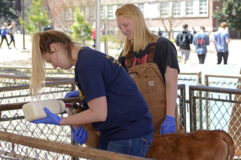 Kelsey Williams, a second-year studying agricultural business management and political science, bottle feeds a calf alongside Kristina Britt, a fourth-year studying extension education. Britt and Williams were involved in Agricultural Awareness Week, tending to the animals present on the Brickyard during the week of March 25-28.