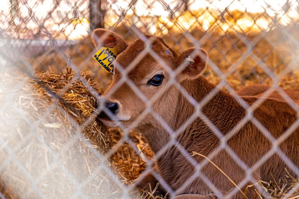 A calf watches observers at Ag Awareness Week in the Brickyard on Tuesday, March 26, 2019. Ag Awareness Week will be in the Brickyard from March 25-28.