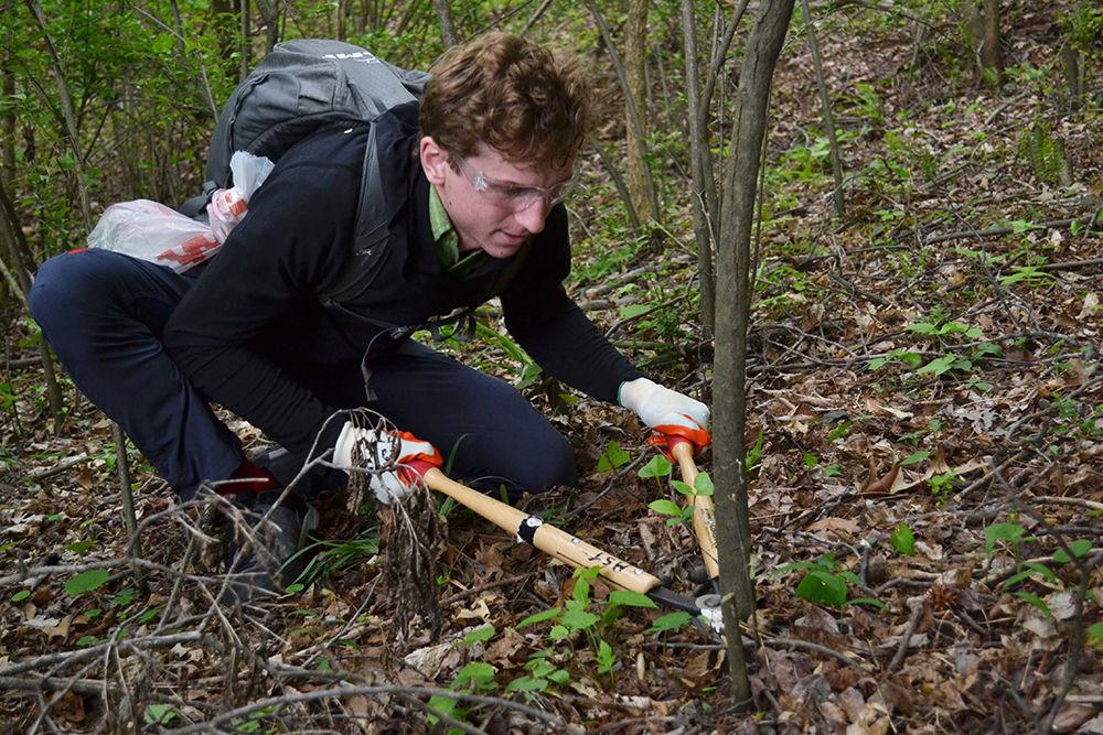 Robert Seevers, an engineering first year student, removes autumn olive from the forest around Lake Raleigh during the Earth Day Cleaup and Service Day sponsored by NC State Wellness and Recreation on Sunday, April 21. Autumn olive, is native to eastern Asia, but has become invasive in the Eastern US due to its prolific seed production and tenacious growth.