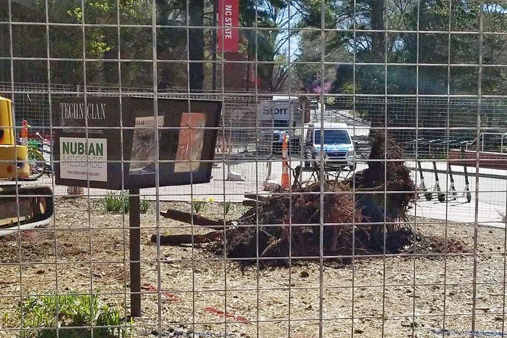 Crews work to remove a tree in front of Poe Hall on March 27. NC State&#8217;s Facilities Division works to maintain trees around campus and remove trees that are old, diseased or in areas where construction is planned.