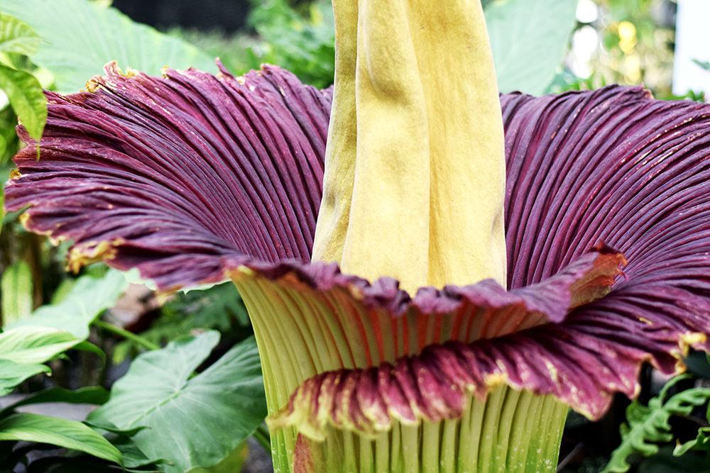 The Corpse Plant, also known as the Titan Arum bloomed at the&#160;Marye Anne Fox Science Laboratory on Thursday, August 1, 2019. The last time the flower bloomed was in 2016.