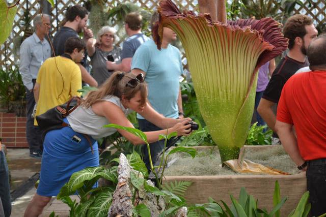Amy Womble leans forwards to take a picture of the flowers of Lupin, the titan arum. The part of the flower that looks like a blossom is actually called the spathe, while the actual flowers are located in the base of the spike. The spathe had been cut open for easier viewing of the flowers.