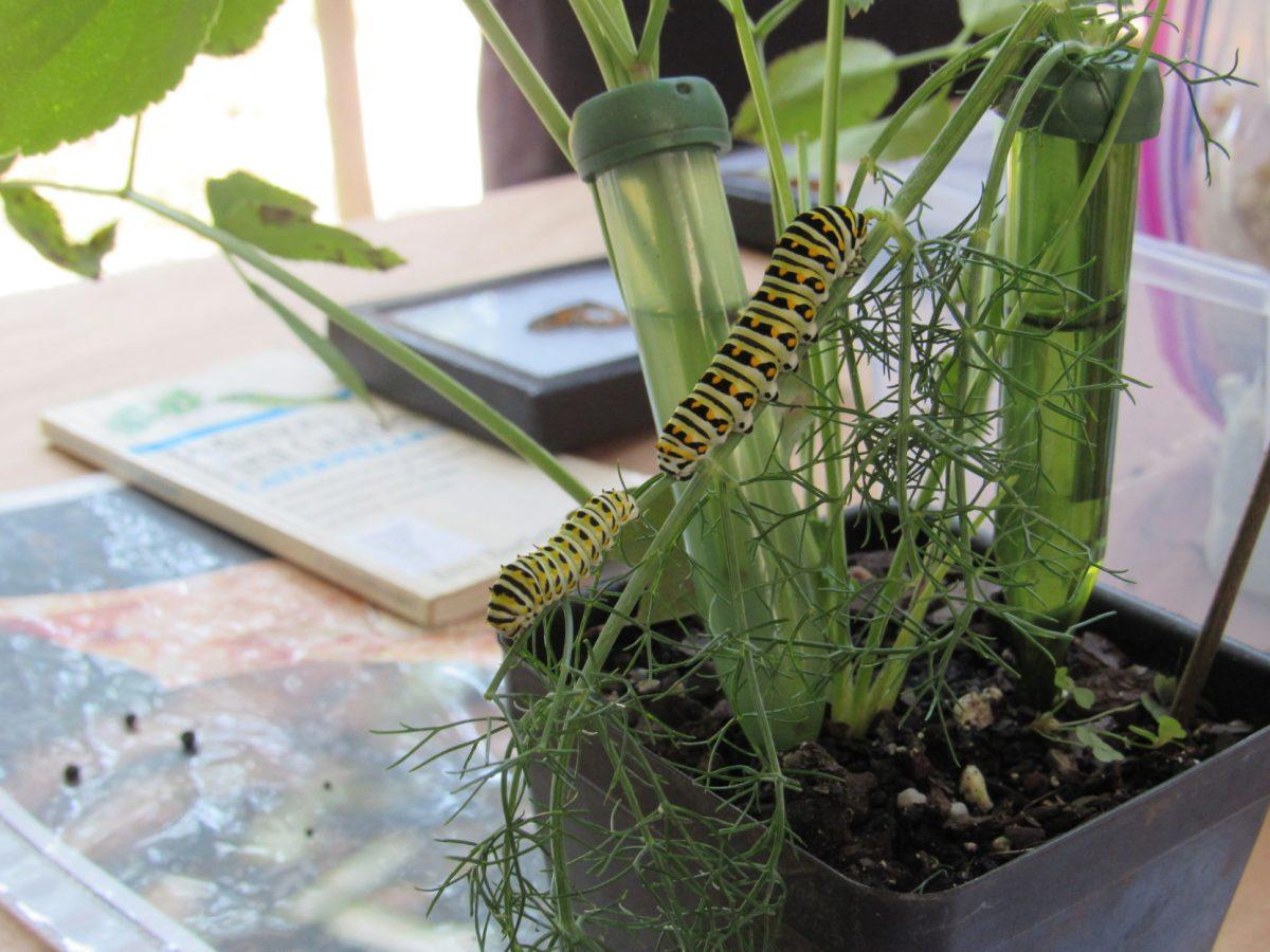 BugFest is an annual event that attracts over 30,000 people each year to experience and learn from over 100 exhibits, crafts, and bug-related activities. The theme of BugFest 2019 is beetles, and visitors can explore the North Carolina Museum of Natural Sciences to learn more about these interesting creatures. Photo above of caterpillar species, Danaus plexippus, was taken on September 21, 2019.