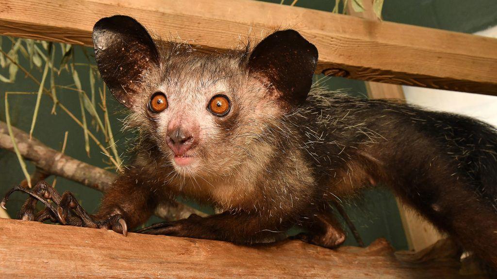 NC State researchers discover only documented extra finger in primates