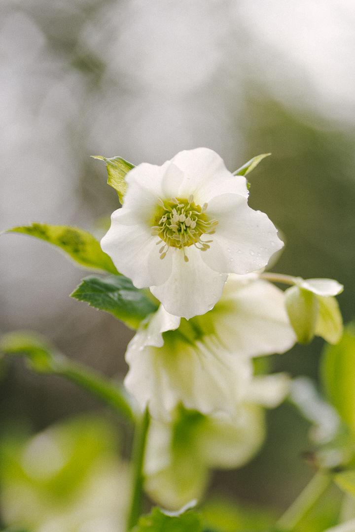White Bugbane photographed in the Duke University Botanical Gardens on Wednesday, Feb. 26, 2020.