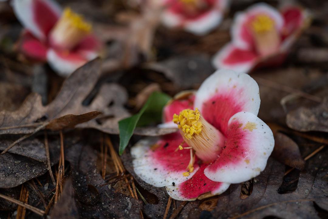 A flower blossom on the ground of the Duke Botanical Gardens on Wednesday, Feb. 26, 2020. Even in late winter, the gardens are still filled with color and life.