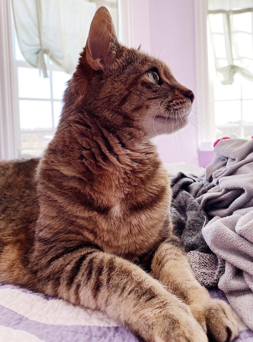 Daisy, a Tabby Cat, loves to nap while her owner, Technician&#8217;s Avery Vester, does her classwork.