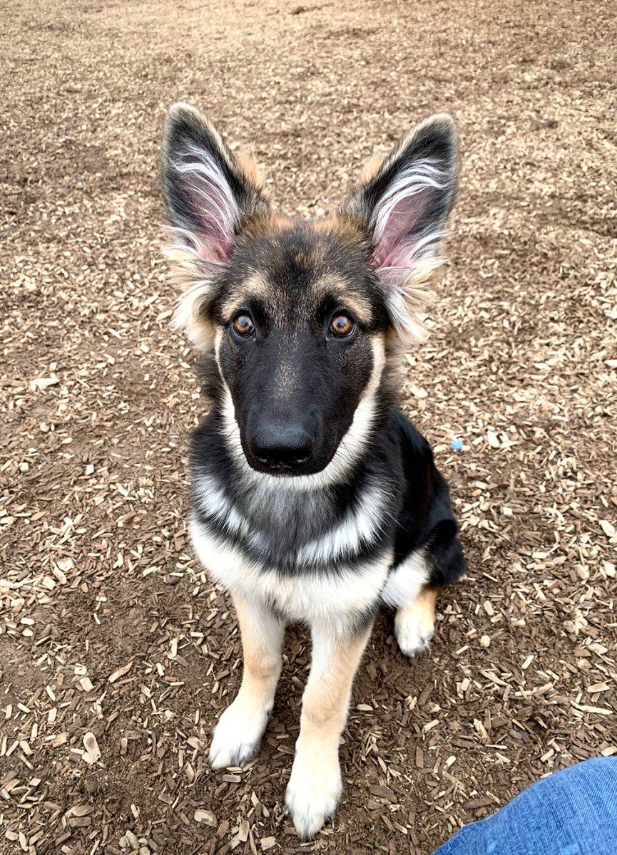 Sage, a German Shepherd puppy, belongs to the sister of Technician&#8217;s Emma Sheppard, Kassy. Sage loves to play chase and snuggle on the couch.