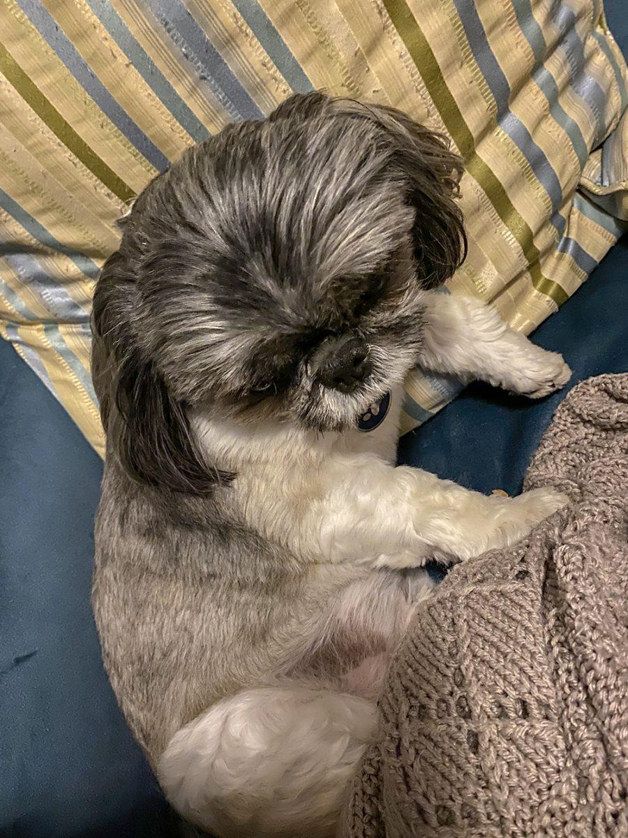 Gus, named after Augustus Waters from &#8220;The Fault in Our Stars&#8221;, is a Shih Tzu. Gus belongs to Technician's Riley Wolfram.