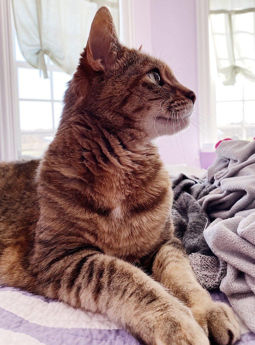 Daisy, a Tabby Cat, loves to nap while her owner, Technician&#8217;s Avery Vester, does her classwork.