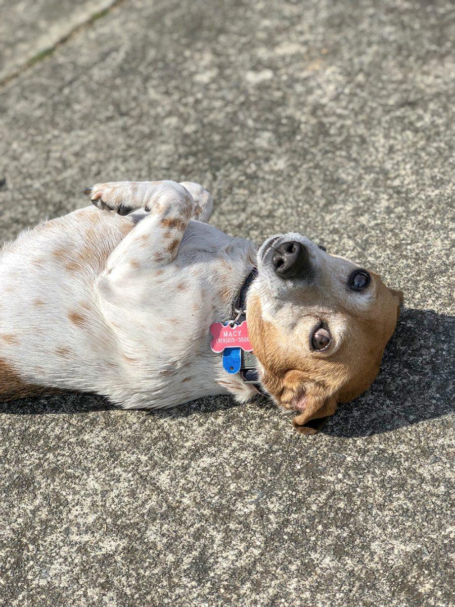Macy, a Jack Russel-Beagle mix, or Jackabee, belongs to Technician&#8217;s Adam Sichel.