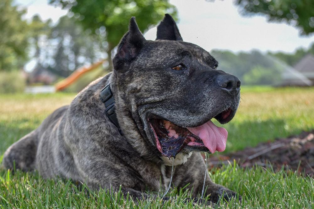 Sandow, a Presa Canario, acts as the family watch dog for Technician&#8217;s Avery Vester. Sandow is almost 12 years old and loves to play with family and make them smile.