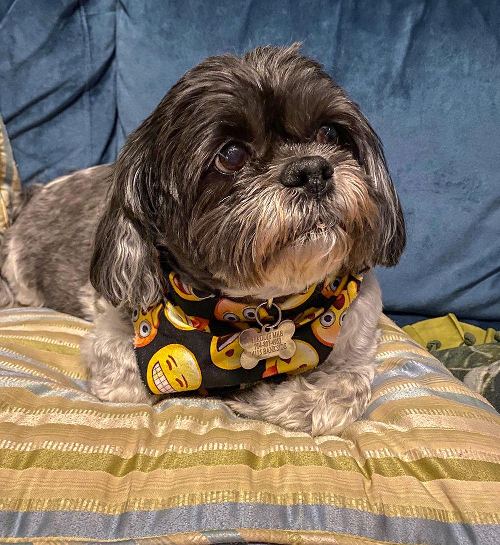 Maddie Mae, a Shih Tzu, belongs to Technician's Riley Wolfram.