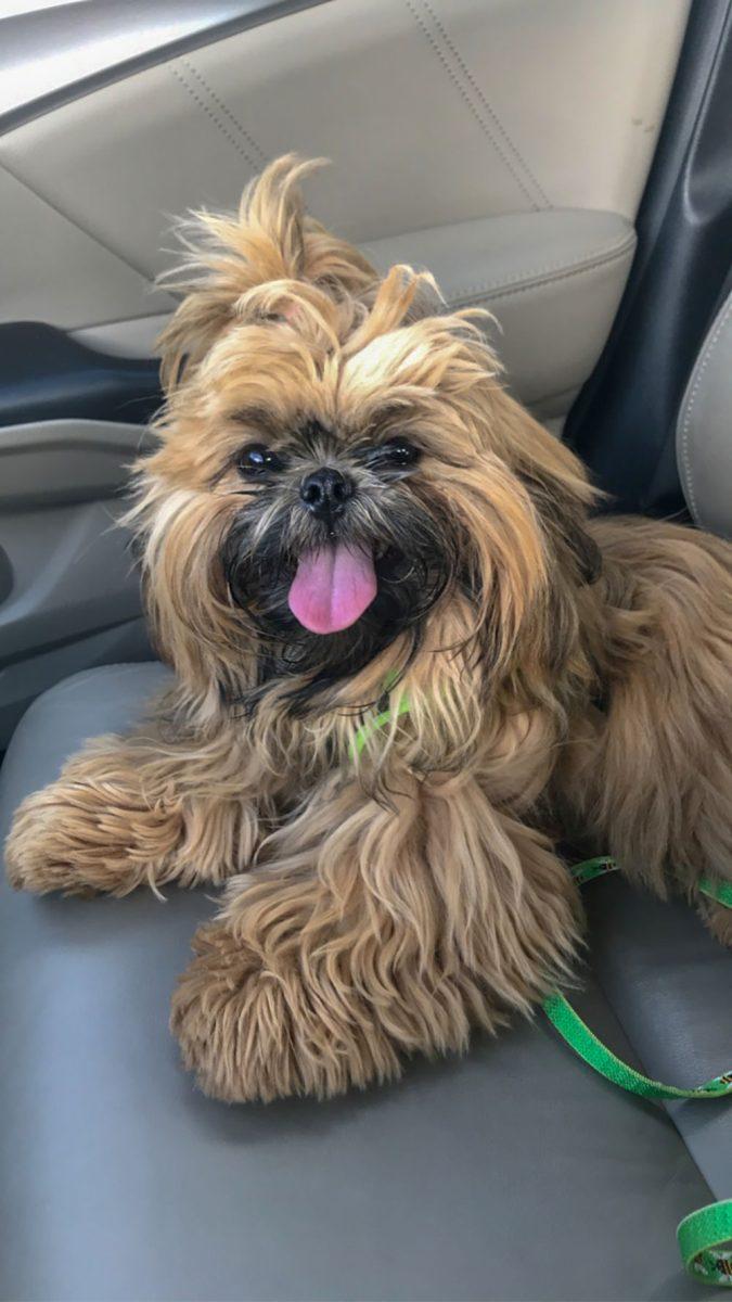 Mico, a Shih Tzu puppy, belongs to Technician's Lauren Greene.
