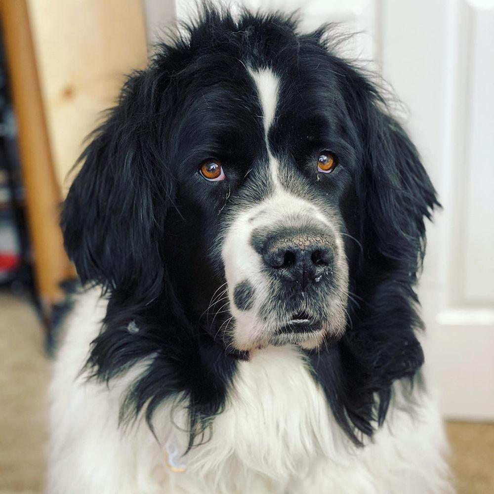 Oscar, a Newfoundland, belongs to the sister of Technician&#8217;s Emma Sheppard, Delaina. Oscar loves to sleep and steal food off the counter.
