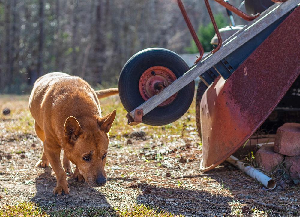 Luke Skywalker Farischon, a 14-15 year old mixed breed, belongs to Technician&#8217;s Ryan Farischon.