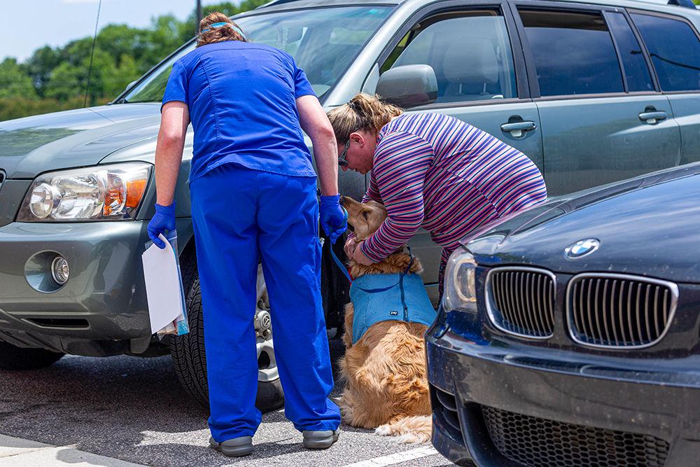 Stella, a golden retriever who was in for lymphangioma scans, is returned to Heather Detrizio by Kristen Price, a veterinary technician, on Tuesday, May 12, 2020 at Terry Companion Animal Center. The College of Veterinary Medicine is still offering curbside care to ensure that social distancing is in place to safe guard employees from contracting COVID-19.