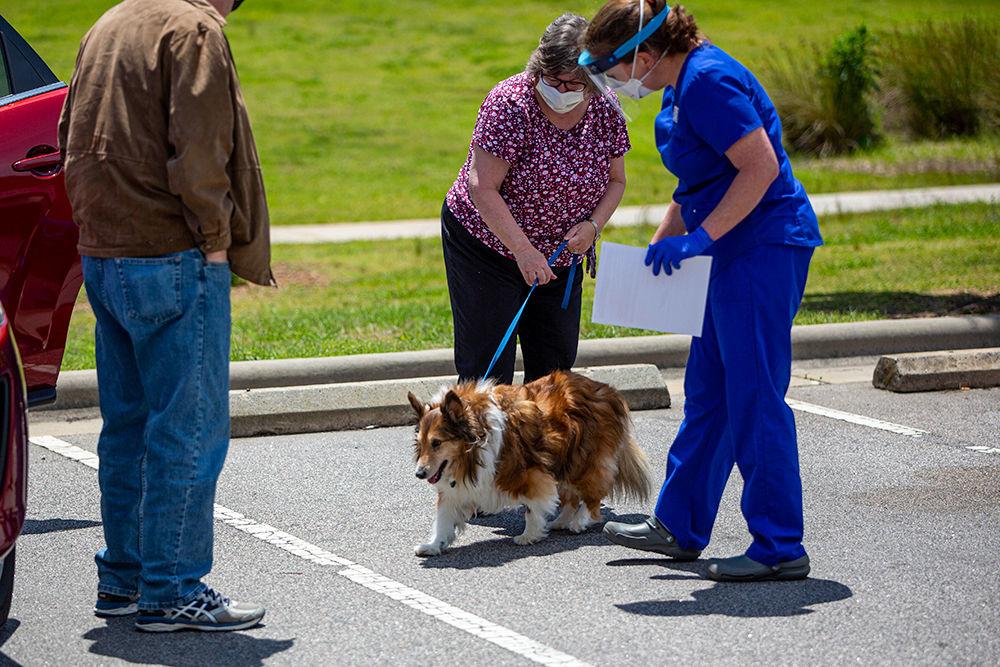 Cojo is brought back to Doug Black and Mary Beth McDermott on Tuesday, May 12, 2020 at the Terry Companion Animal Center. The College of Veterinary Medicine is still offering curbside care to ensure that social distancing is in place to safe guard employees from contracting COVID-19.