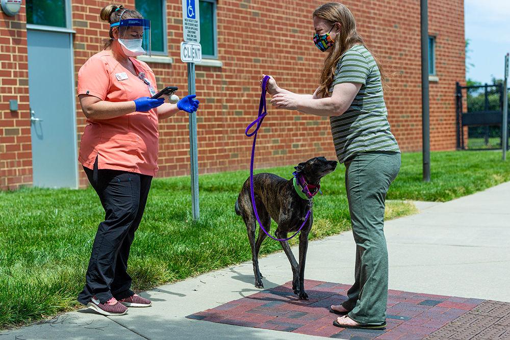 Lori Petta from Knightdale takes back Sunny, who was in for an emergency blood donation, from NC State&#8217;s College of Veterinary Medicine on Tuesday, May 12, 2020 at the Terry Companion Animal Center. Though the College of Veterinary Medicine does not allow entry for individuals, they are allowing curbside care for pets.