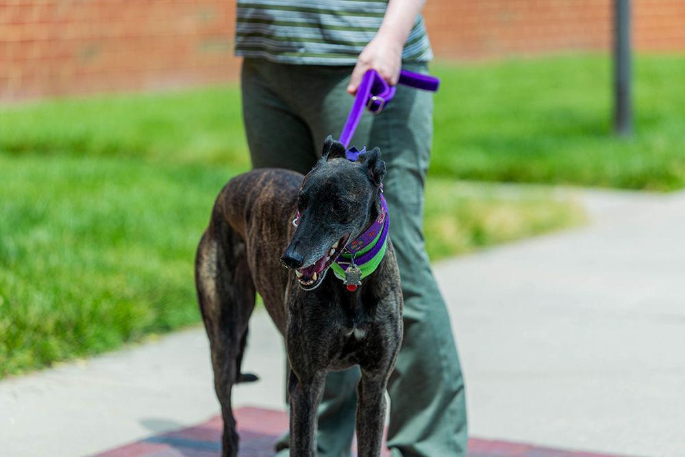 Sunny, who was there to donate blood, is taken home by his owner on Tuesday, May 12, 2020 at the Terry Companion Animal Center.