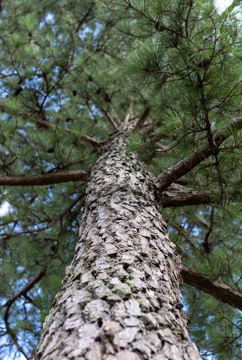 A pine tree stands in a forest on Wednesday, July 1, 2020. A pine tree can live to be anywhere between 100 and 200 years old.
