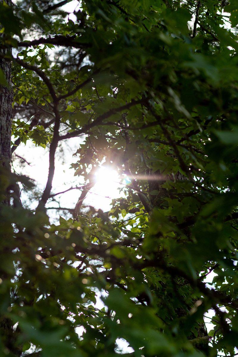 The sun shines through some trees in a forest on Wednesday, July 1, 2020.