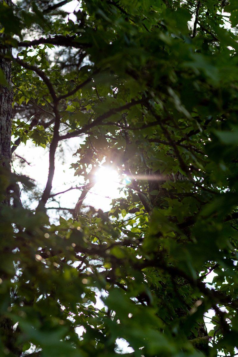 The sun shines through some trees in a forest on Wednesday, July 1, 2020.