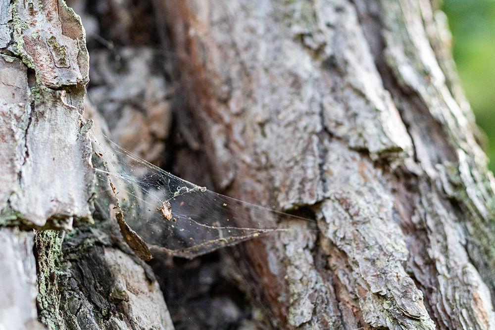A spider web sits on the side of a tree on Wednesday, July 1, 2020.