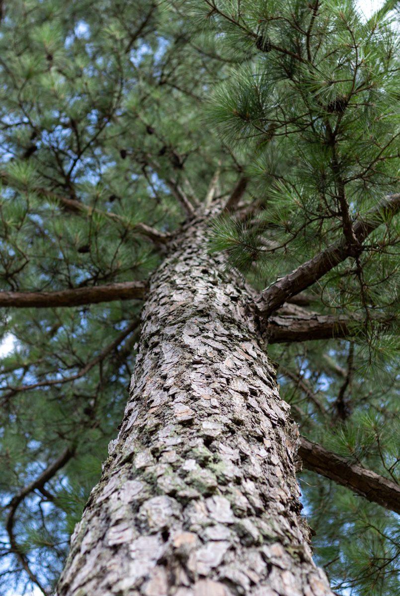 A pine tree stands in a forest on Wednesday, July 1, 2020. A pine tree can live to be anywhere between 100 and 200 years old.