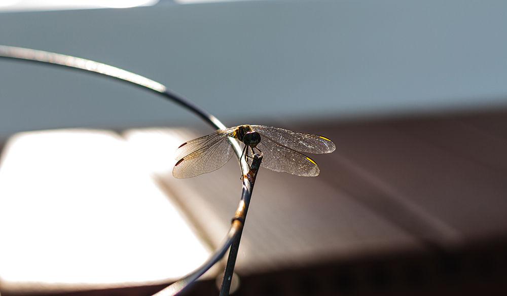 A dragonfly sits on top of a planter on Wednesday, July 1, 2020. There are 26 species of dragonflies in North Carolina, with the one pictured being a Shadow Darner.