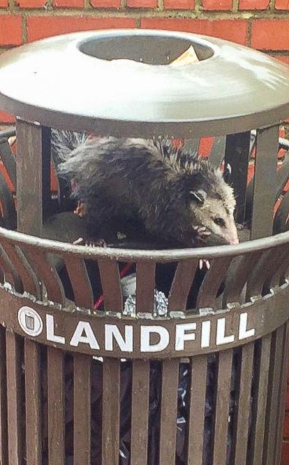 An opossum is spotted rummaging through trash on campus. Animals can be spotted roaming around campus on a daily basis.