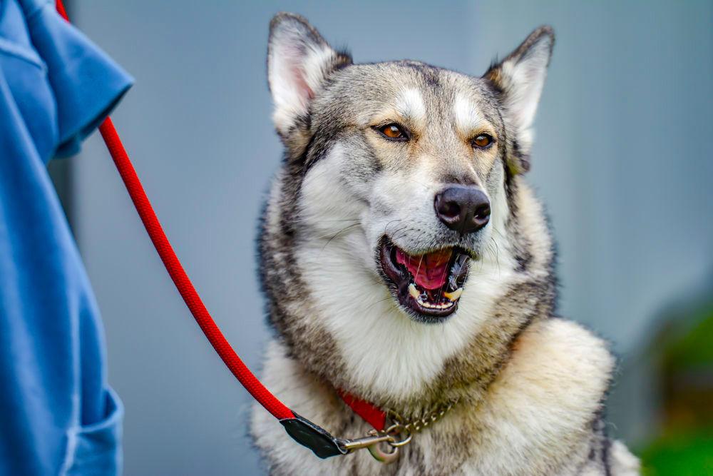NC State football live mascot Tuffy II enjoys a snack on the sideline during the Kay Yow Spring Game on Saturday, April 6, 2019 at Carter-Finley Stadium. Wolfpack football has used a Tamaskan dog as a live mascot since 2010.