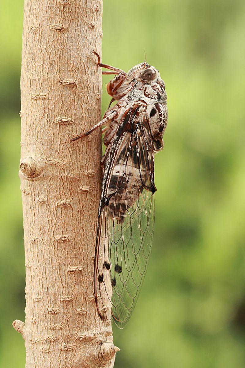 cicada