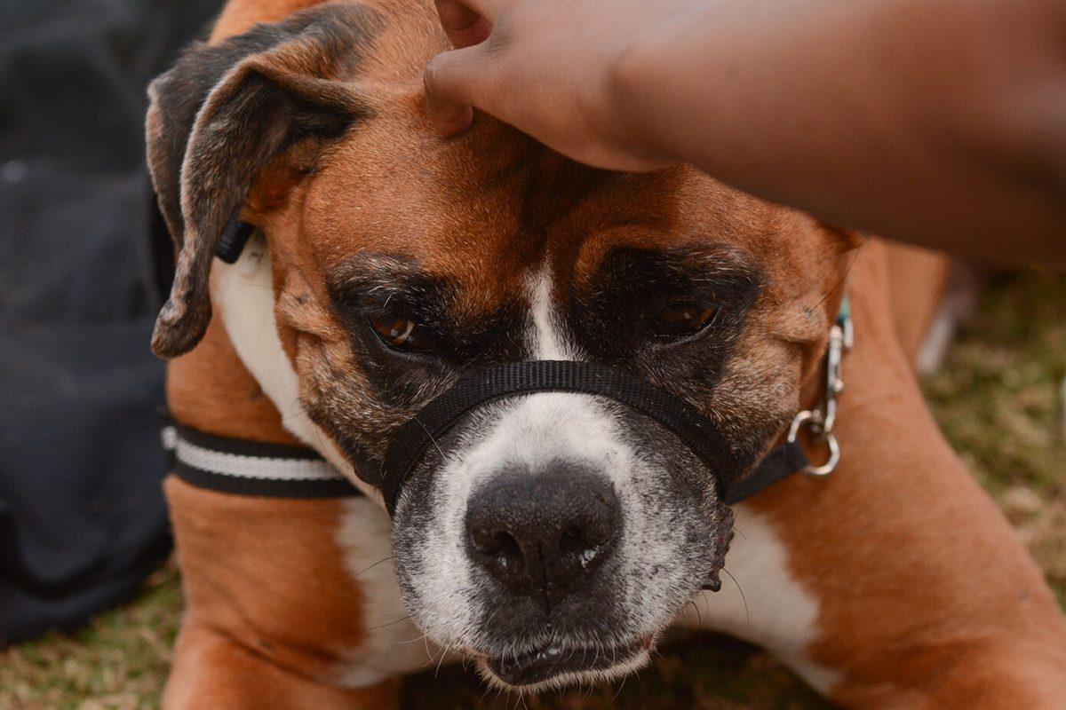 Milo the therapy dog is getting petted by students at the Pause for Paws event on Thursday, Sept. 30, 2021 at Harris Field.