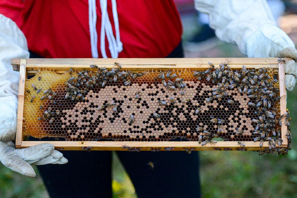Co-president of the beekeeping club, Kaitlyn Sage, a fourth-year student in animal science, holds a beehive frame at the NC State Agroecology Education Farm, on Sept. 26, 2021. There were formed combs on the frame but it was not ready to be harvested.