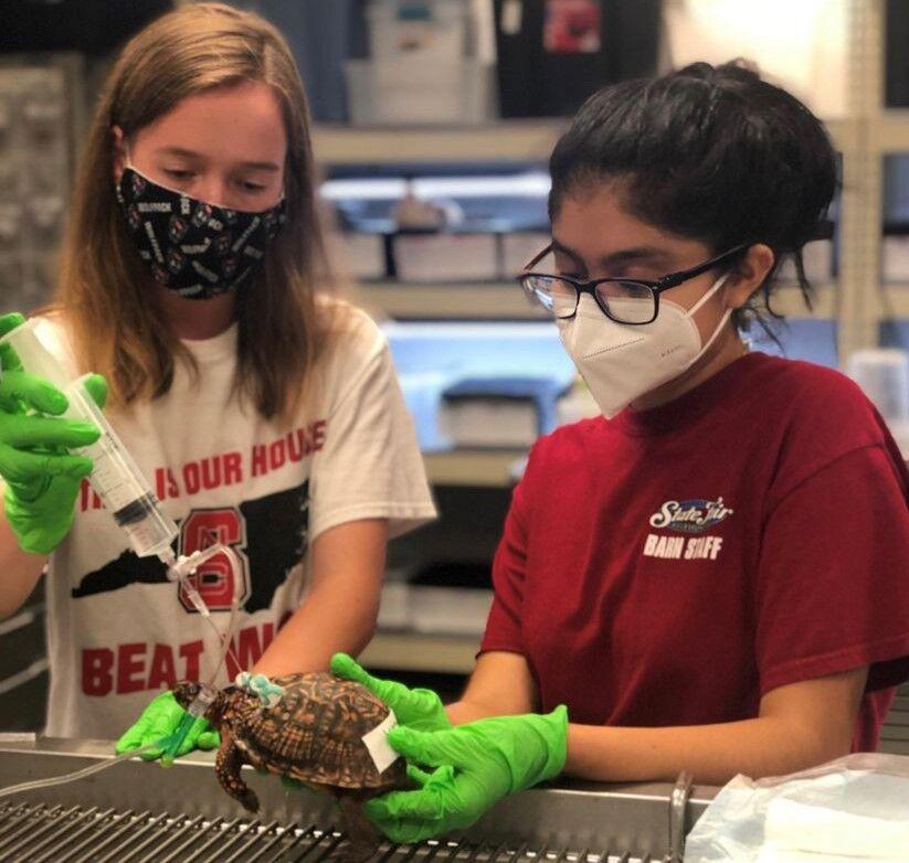 NC State&#8217;s Turtle Rescue Team shows no signs of slowing down
