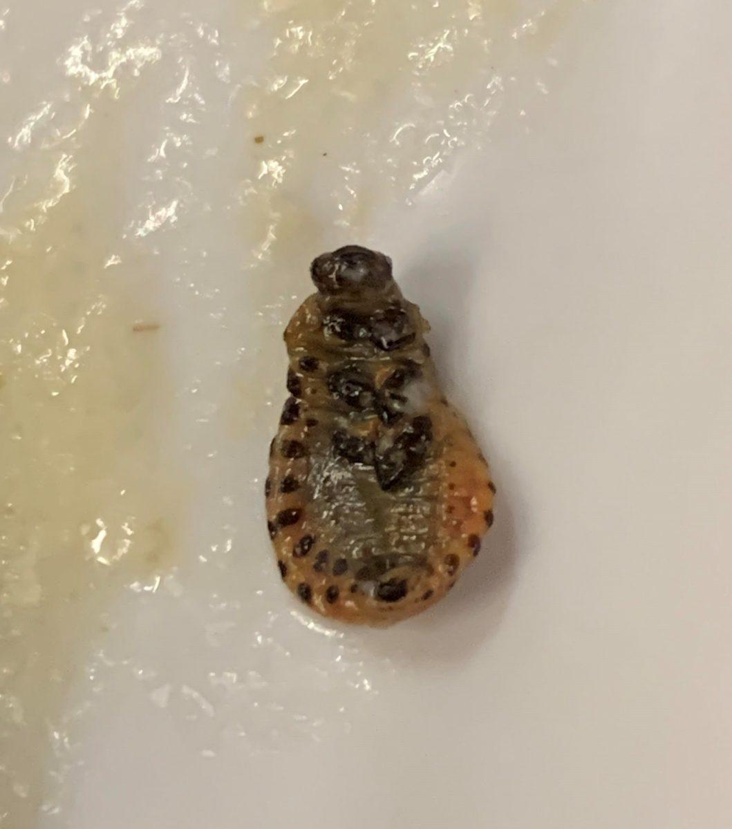 bug photo