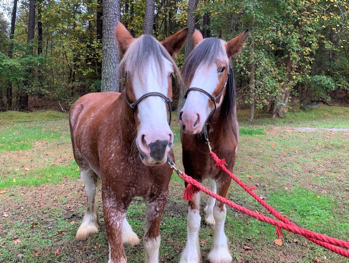 Police horses Phoenix and Amber pose for the camera.