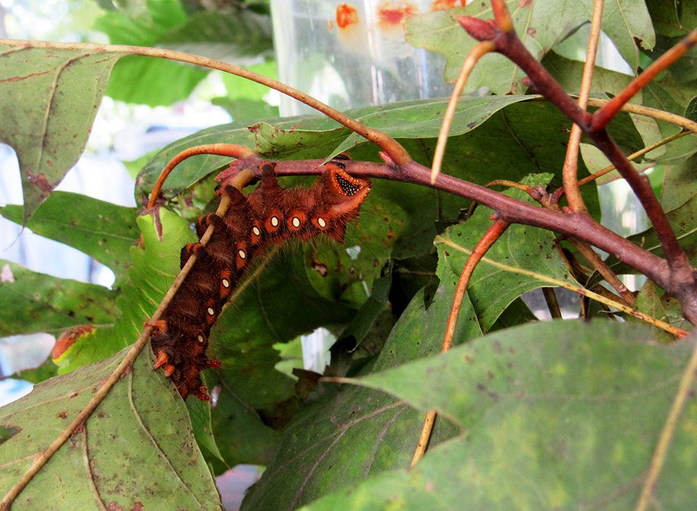 BugFest is an annual event that attracts over 30,000 people each year to experience and learn from over 100 exhibits, crafts, and bug-related activities. The theme of BugFest 2019 is beetles, and visitors can explore the North Carolina Museum of Natural Sciences to learn more about these interesting creatures. Photo above of caterpillar species, Eumorpha Pandorus, was taken on September 21, 2019.