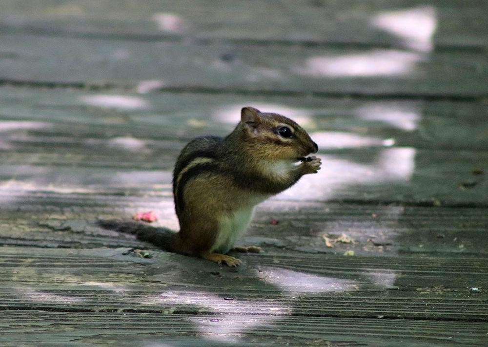 A chipmunk eats at Gateway Gardens on Sunday, May 17, 2020. Gateway Gardens is located in Greensboro, and it is one of the projects of Greensboro Beautiful.