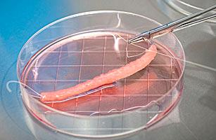 A lab technician adds stem cells to a petri dish, which will be cultured and printed onto organ-shaped scafolds.