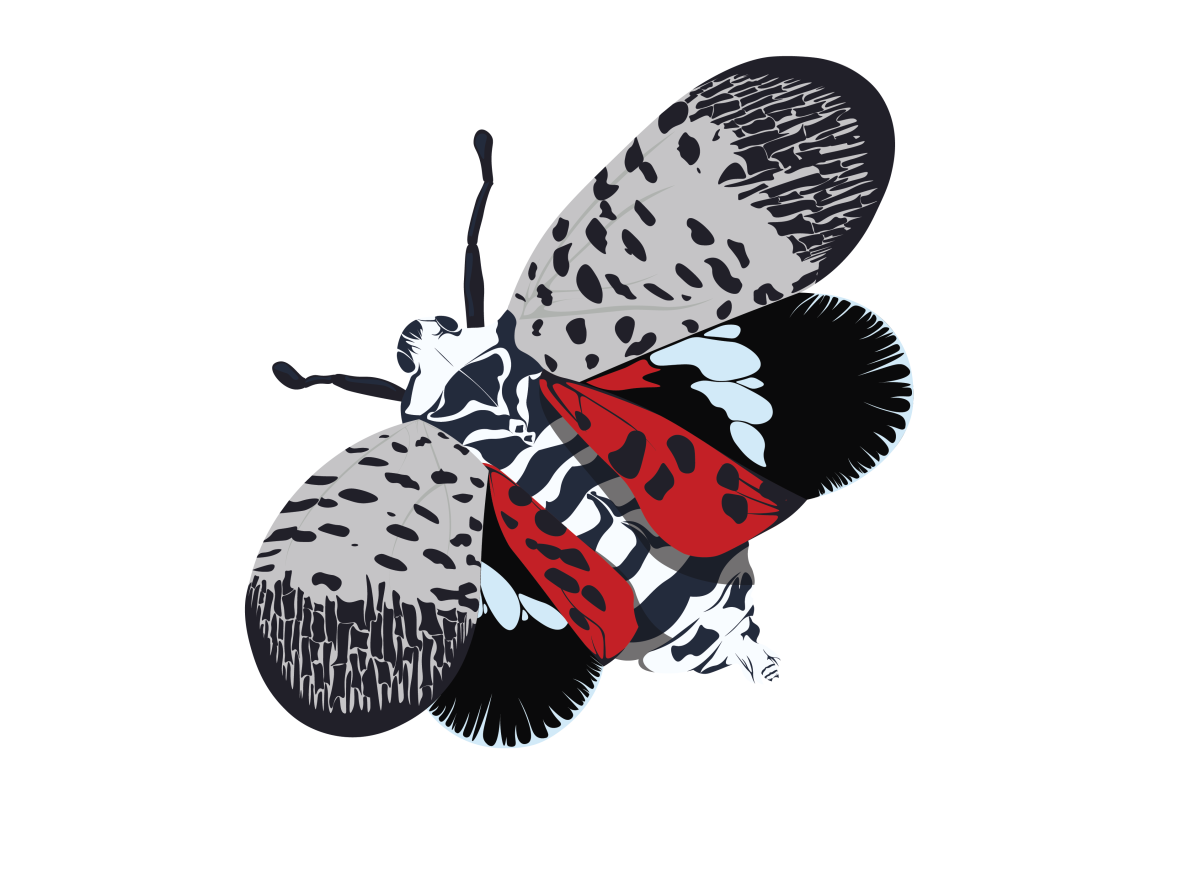 Spotted Lanternfly