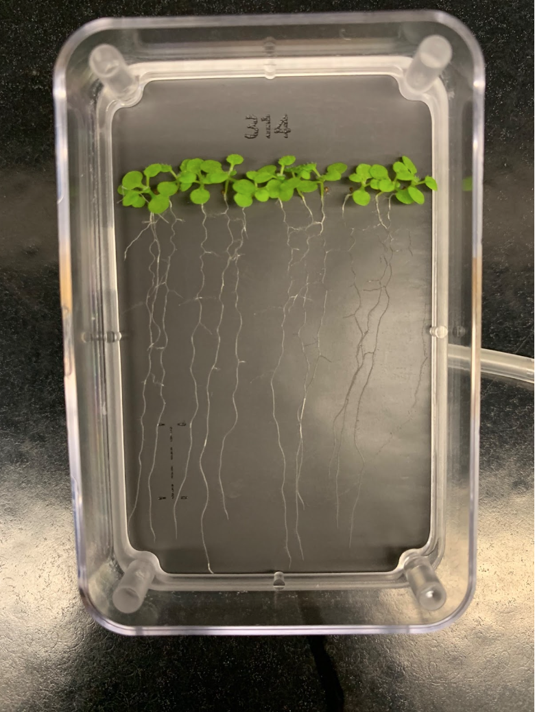 NC State researchers send plants to space