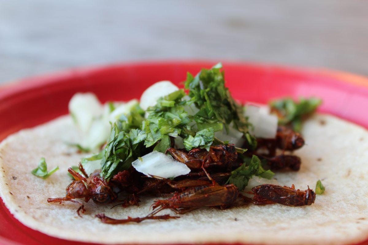 edible insects