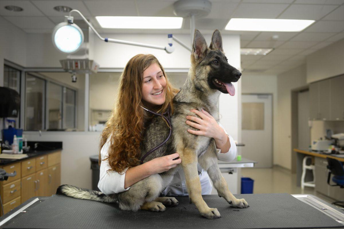 A german shepherd is examined at the College of Veterinary Medicine. Photo by Marc Hall