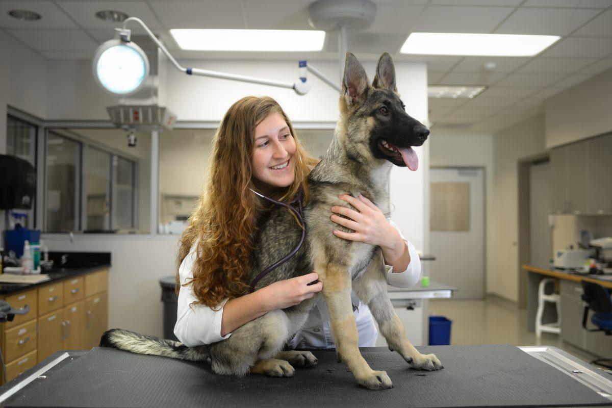 A german shepherd is examined at the College of Veterinary Medicine. Photo by Marc Hall