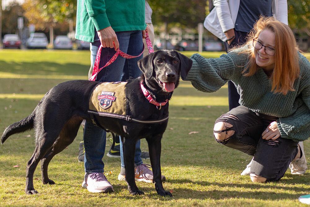 Caitlyn Mahoney, a third-year student studying psychology, pets two-year-old labrador retriever Zala at the Pause for Paws event at Harris Field on Tuesday, Oct. 18, 2022. Prevention Services organized the Pause for Paws event to help students relax and socialize.